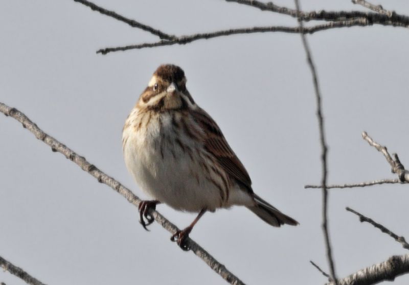 Bruant des roseaux