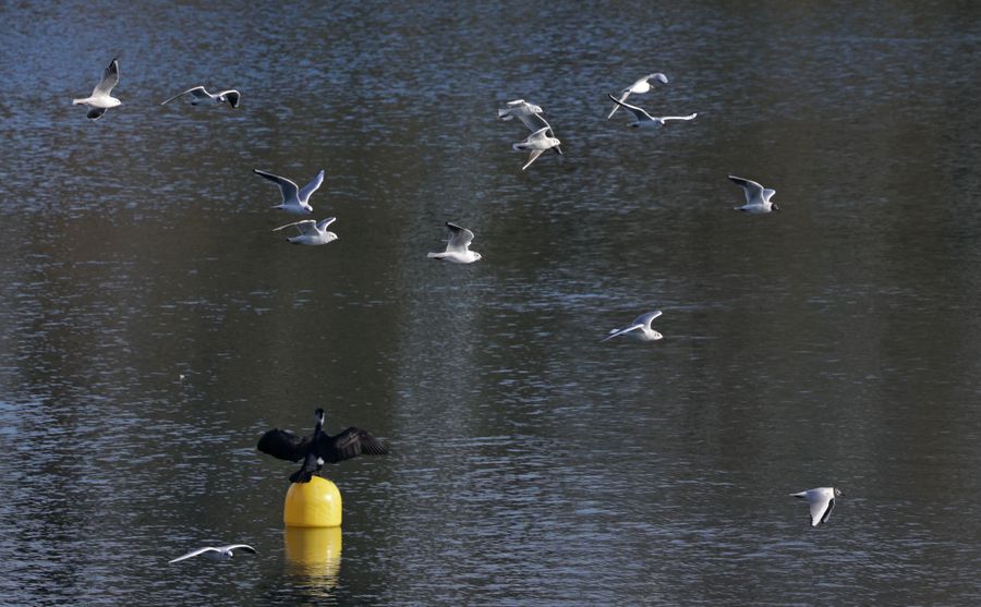 Mouettes rieuses