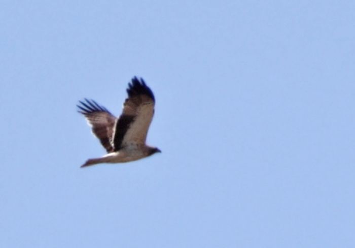 Aigle botté