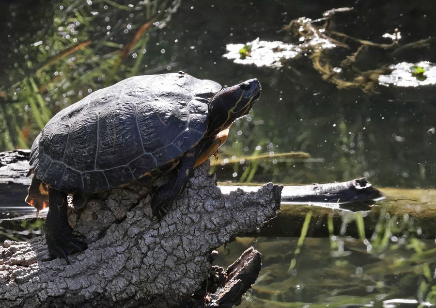 Tortue de Floride
