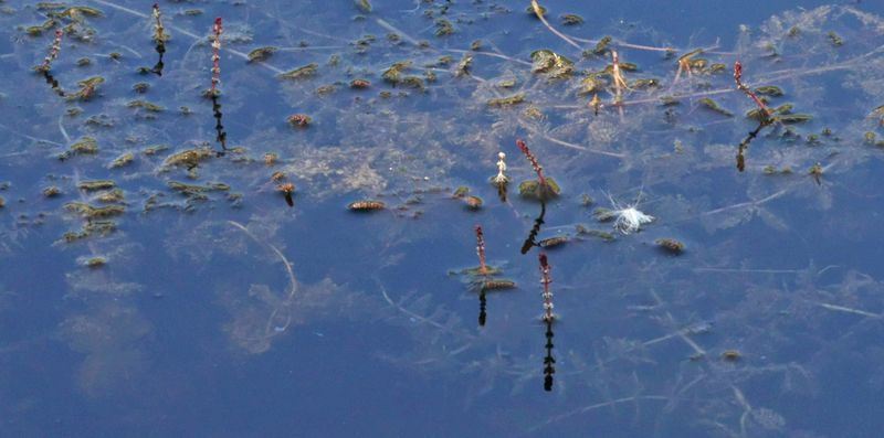 Algues sur le lac du Crès