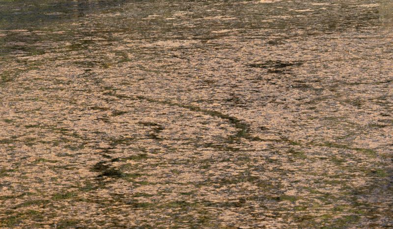 Algues sur le lac du Crès