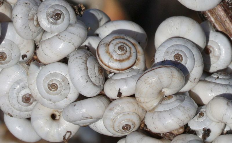 Xeropicta Derbentina