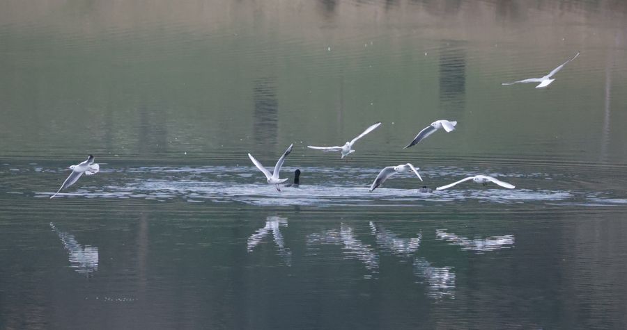 Mouettes rieuses
