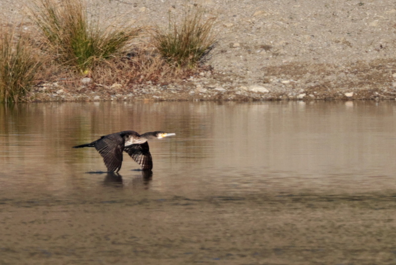 Grand cormoran