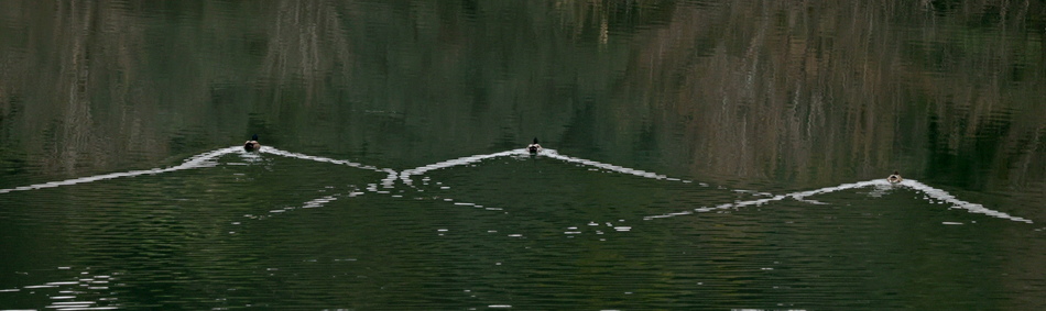 Trois canards