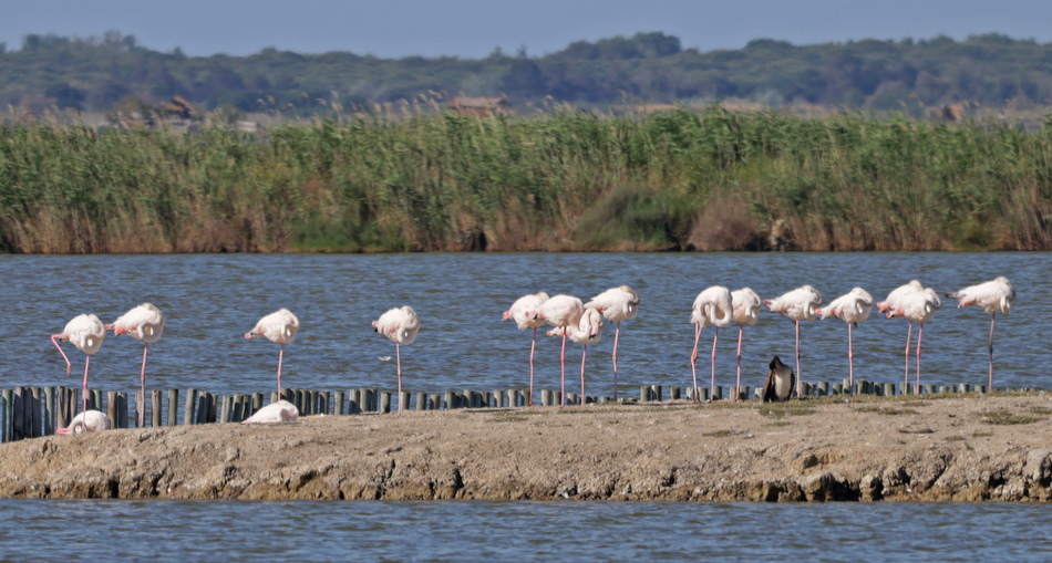 Flamants roses