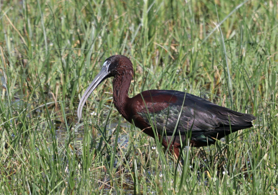 Ibis falcinelle