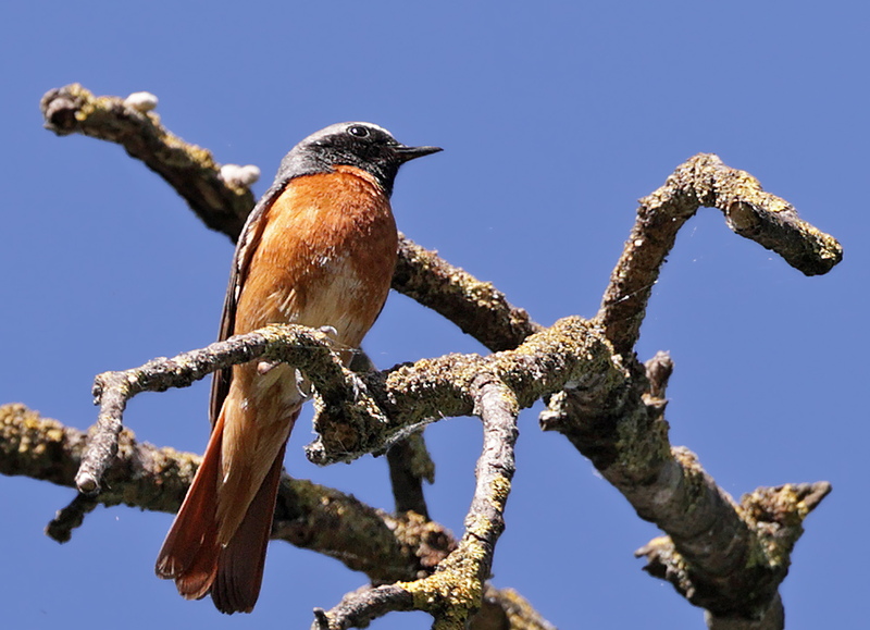 Rougequeue à front blanc