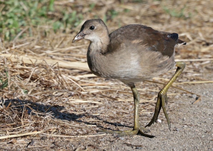 Gallinule poule-d'eau