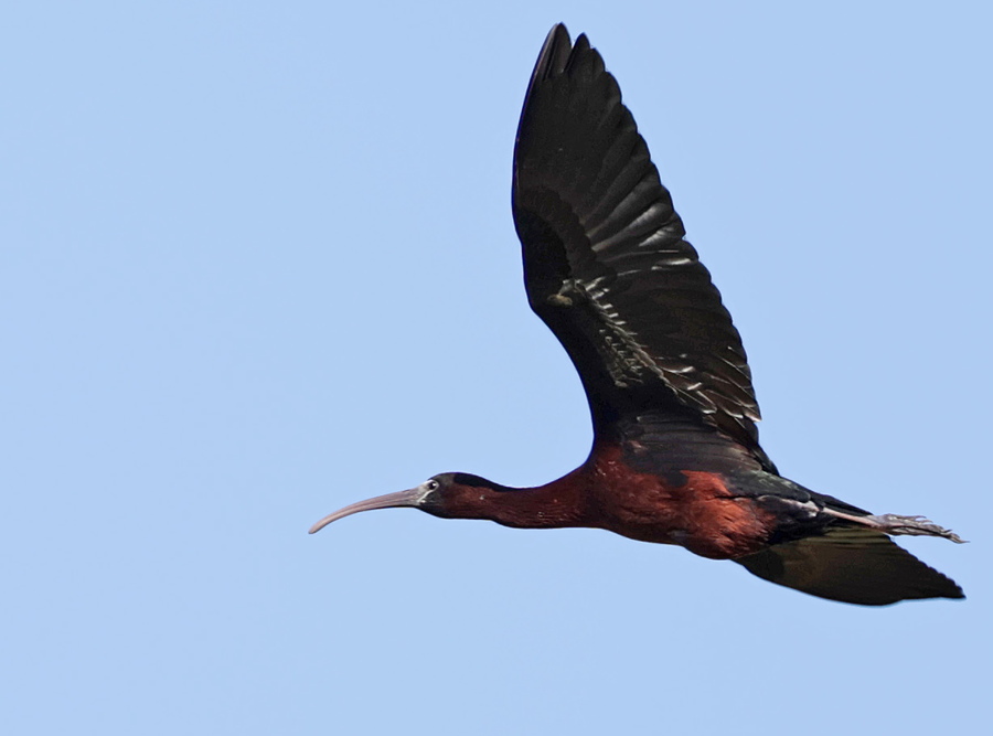 Ibis falcinelle