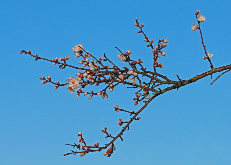 Amandier en fleurs