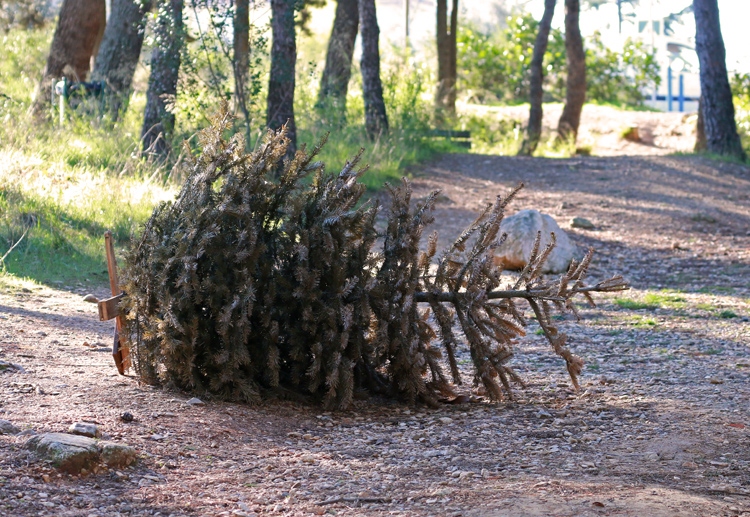 Comment ce sapin de Noël a-t-il atterri ici ?