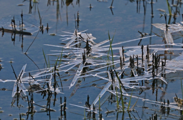 Etoiles de glace