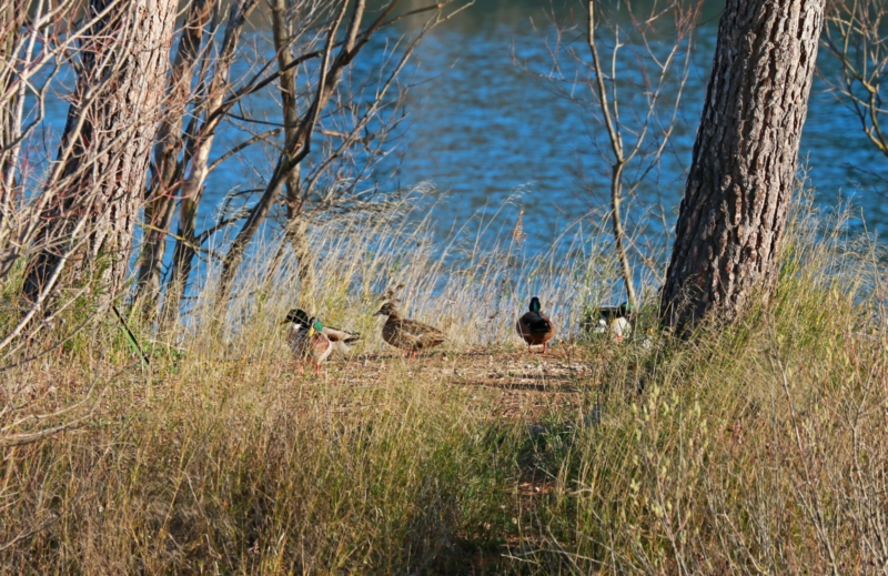 Canards sur l'île du lac