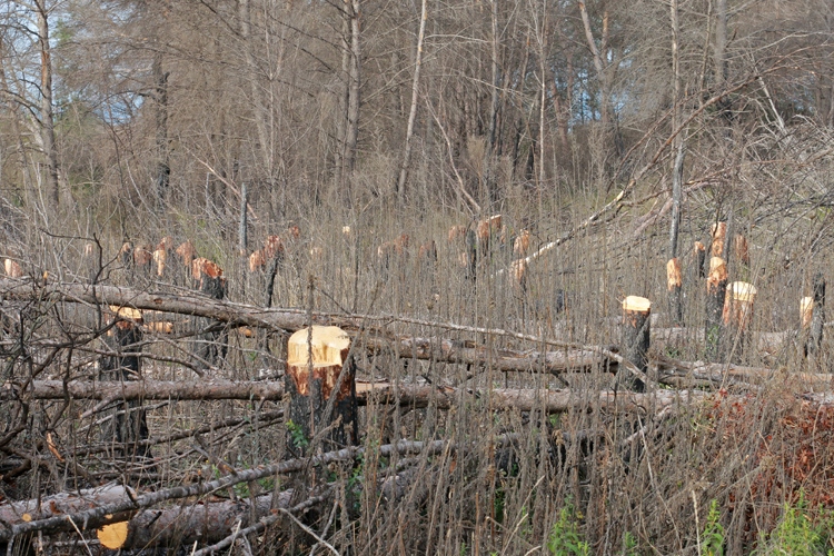 Arbres coupés près du chemin de Navitau