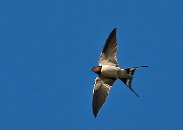 Hirondelle rustique
