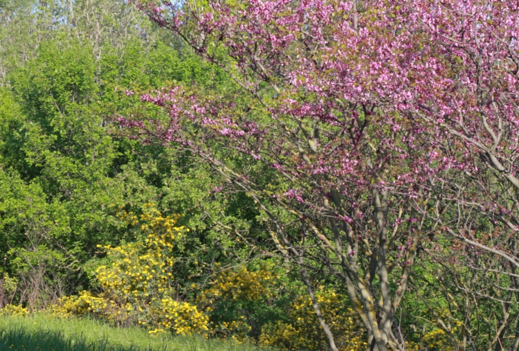 Coronille et arbre de Judée