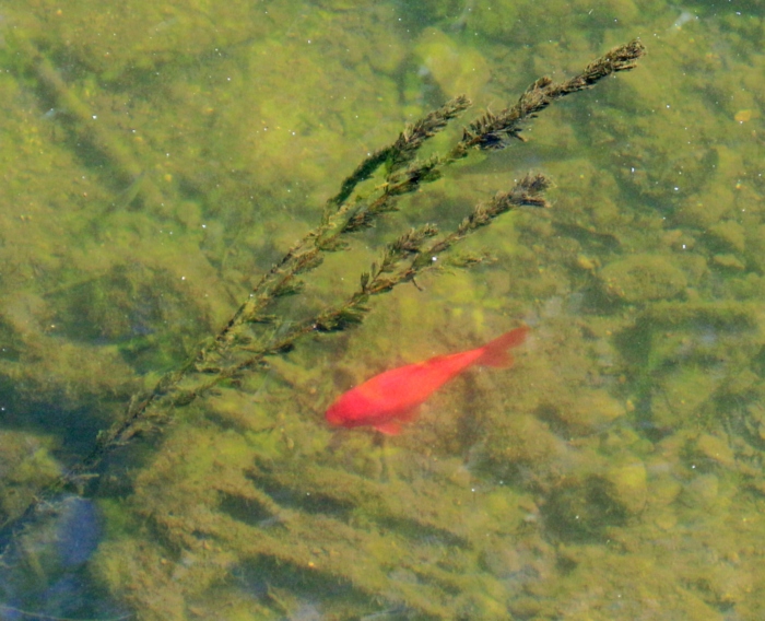 Poisson rouge