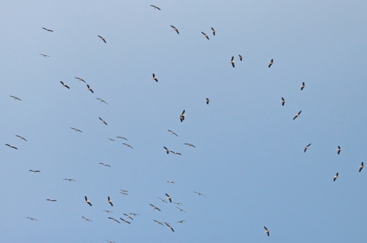 Cigognes blanches