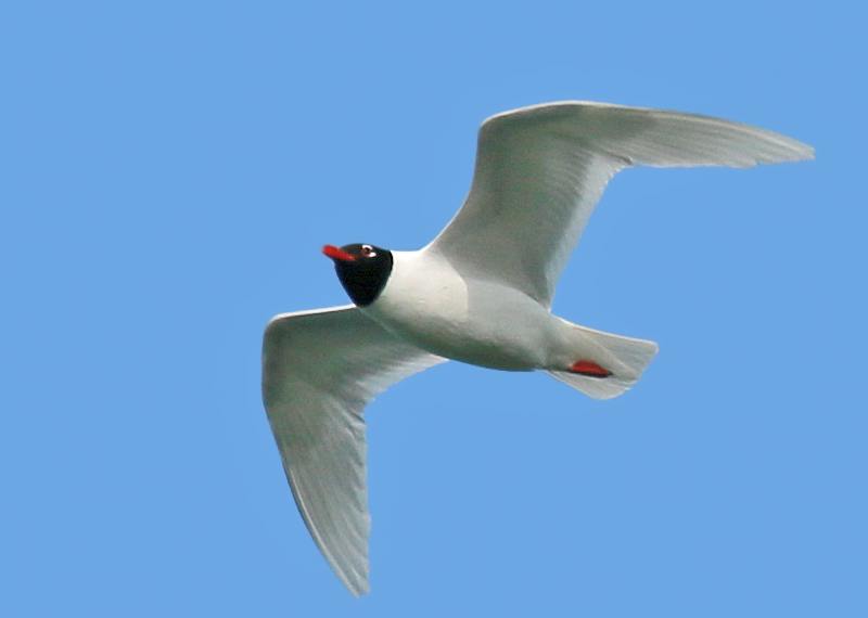 Mouette mélanocéphale