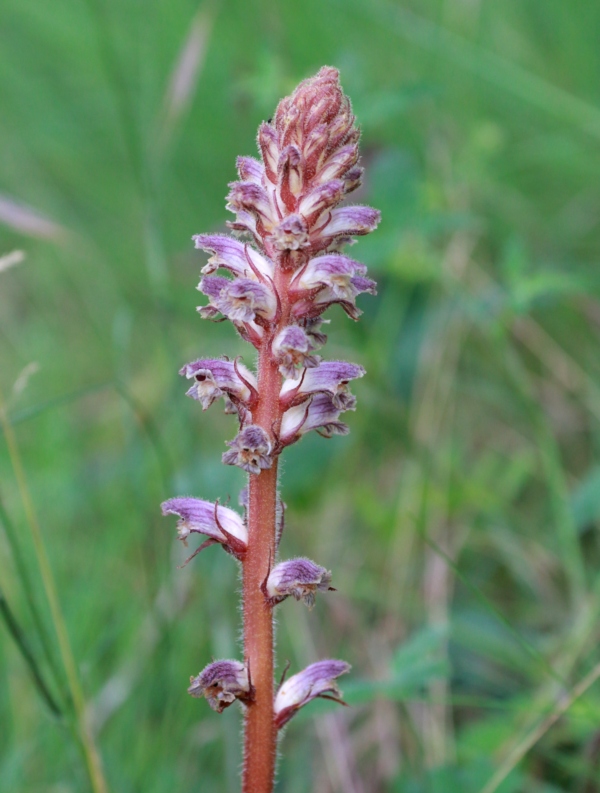Orobanche