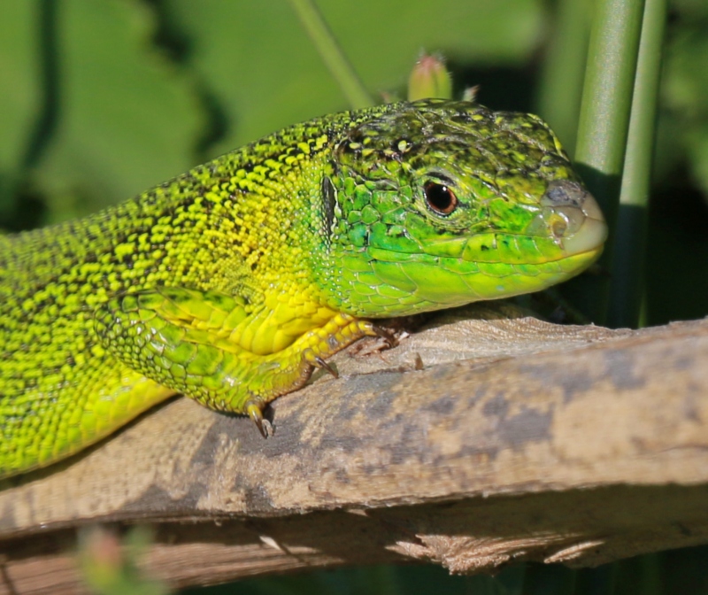 Lézard vert