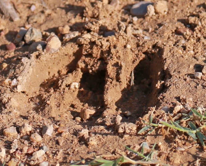 Traces de pas de sanglier