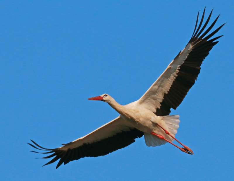 Cigogne blanche