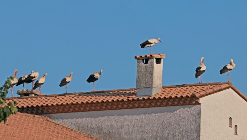 Cigognes blanches