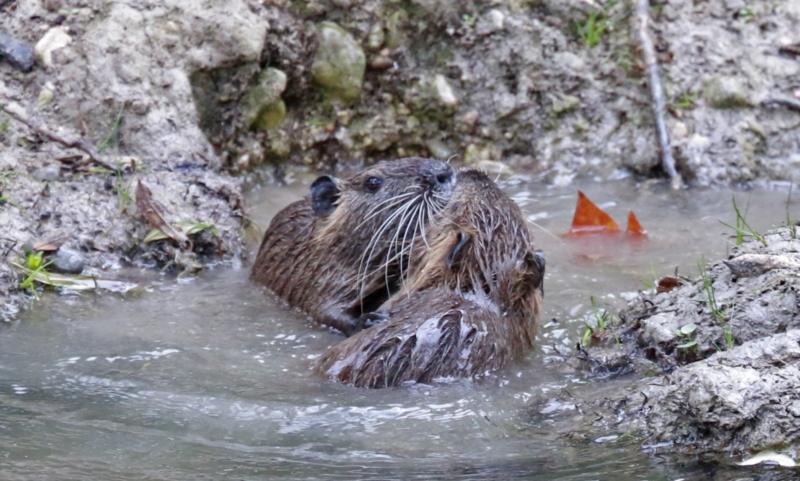 Deux ragondins jouant dans l'eau