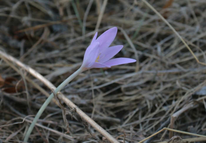 Colchique d'automne