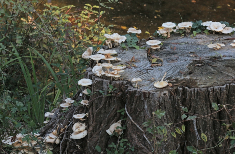 Champignons sur une souche d'arbre