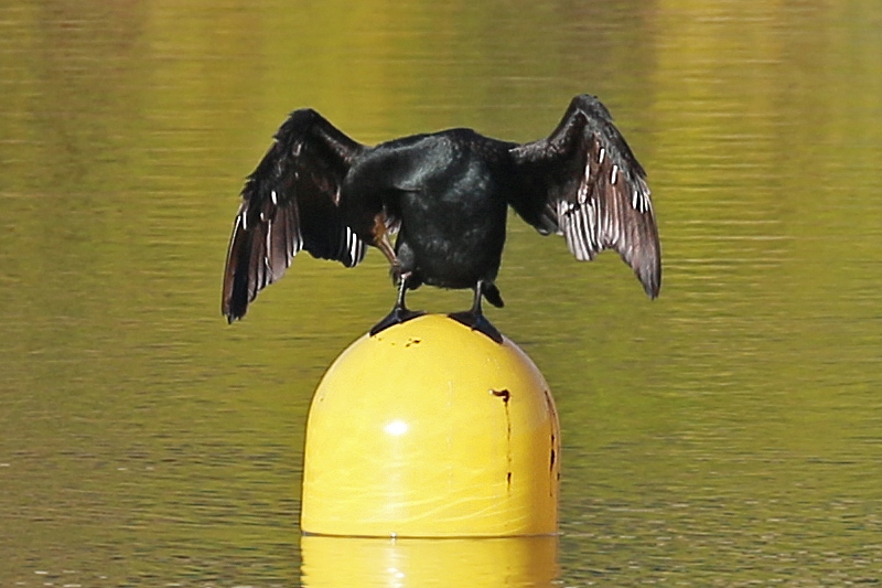 Grand Cormoran