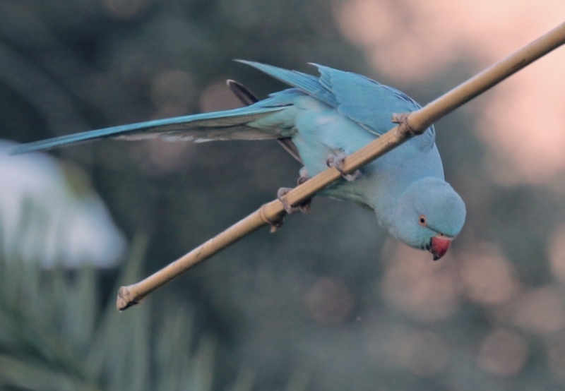 Perruche à collier bleue