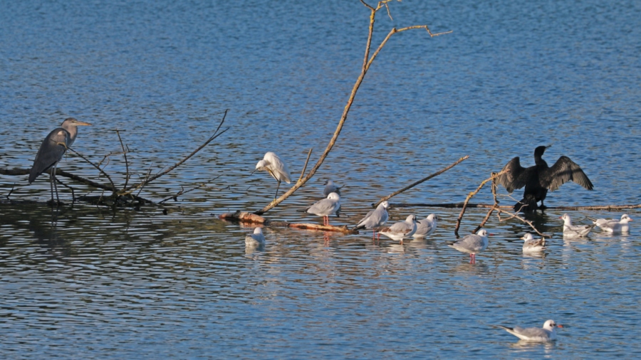 Conférence sur le lac
