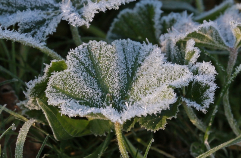 Givre