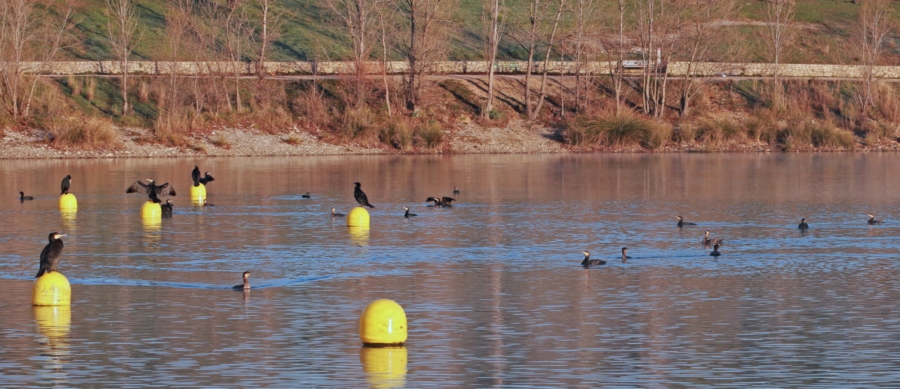 Grands cormorans
