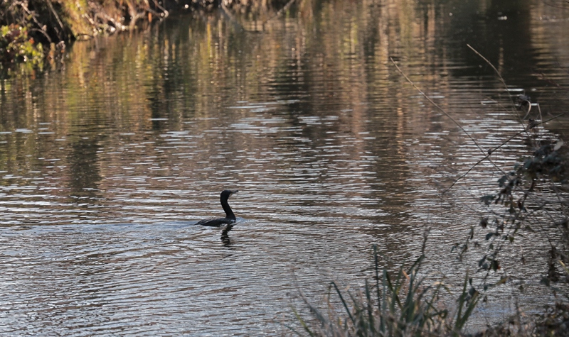 Grand Cormoran dans le Salaison