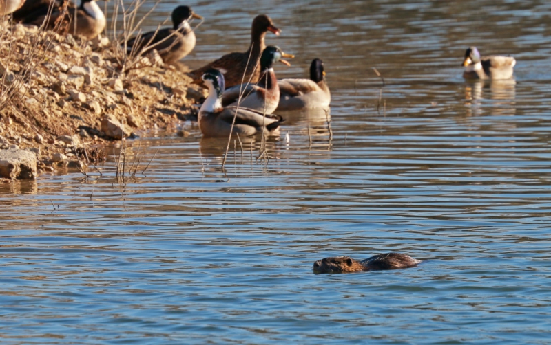 Ragondin arrivant sur l'île aux canard