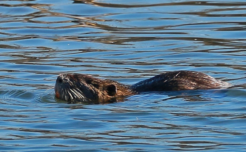 Ragondin arrivant sur l'île aux canard