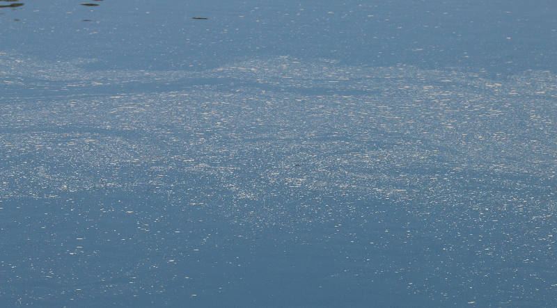 Nuage de pollen sur le Lac