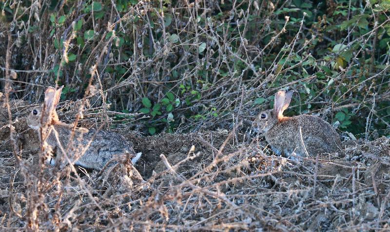 Lapins de garenne