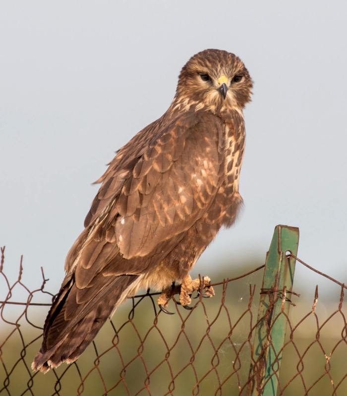Jeune buse variable
