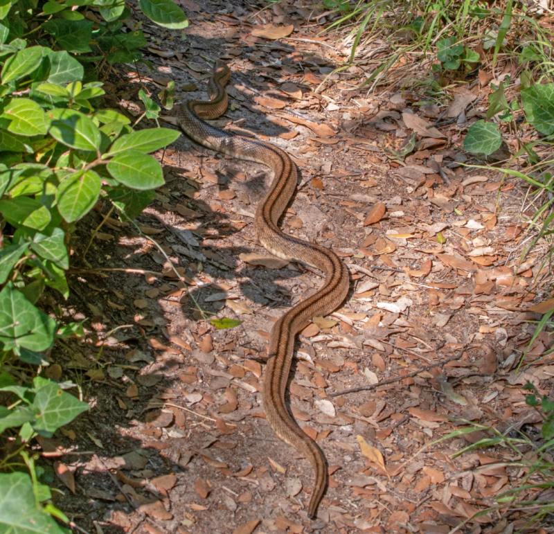 Couleuvre à échelons