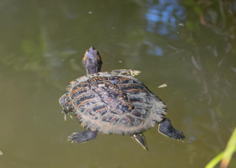 Tortue de Floride