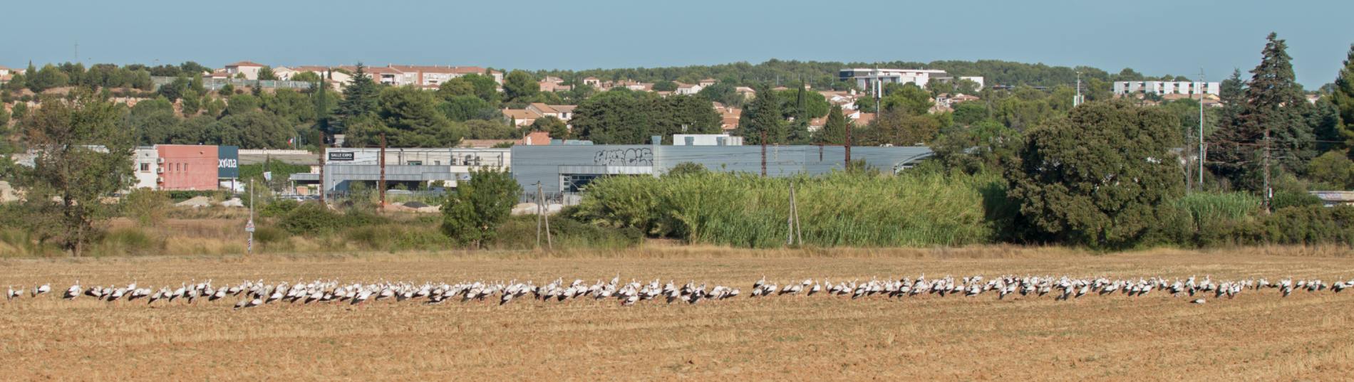 Cigognes blanches au Crès