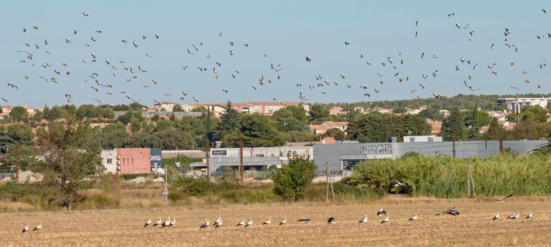 Cigognes blanches au Crès