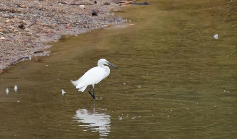 Aigrette garzette