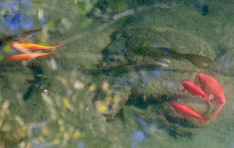Poissons rouges